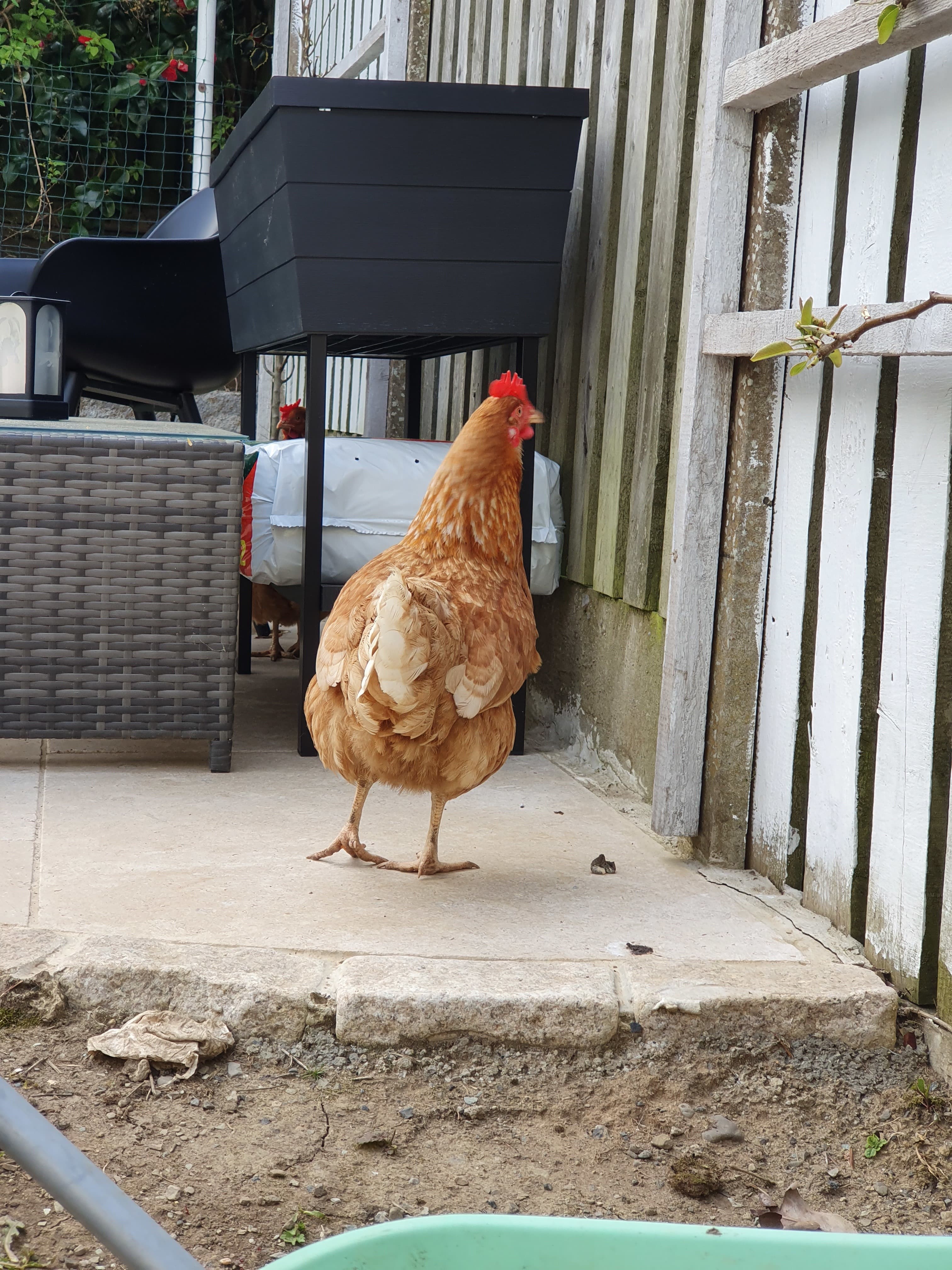 Hen life banner image