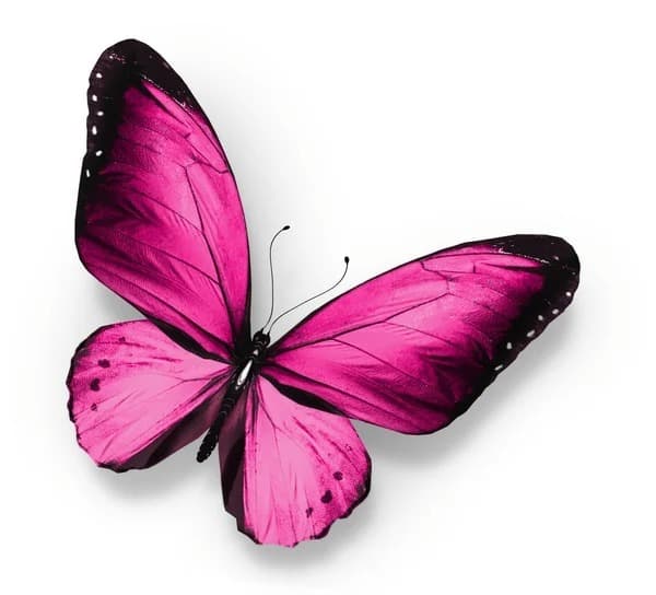 Ms Pink Butterfly banner image