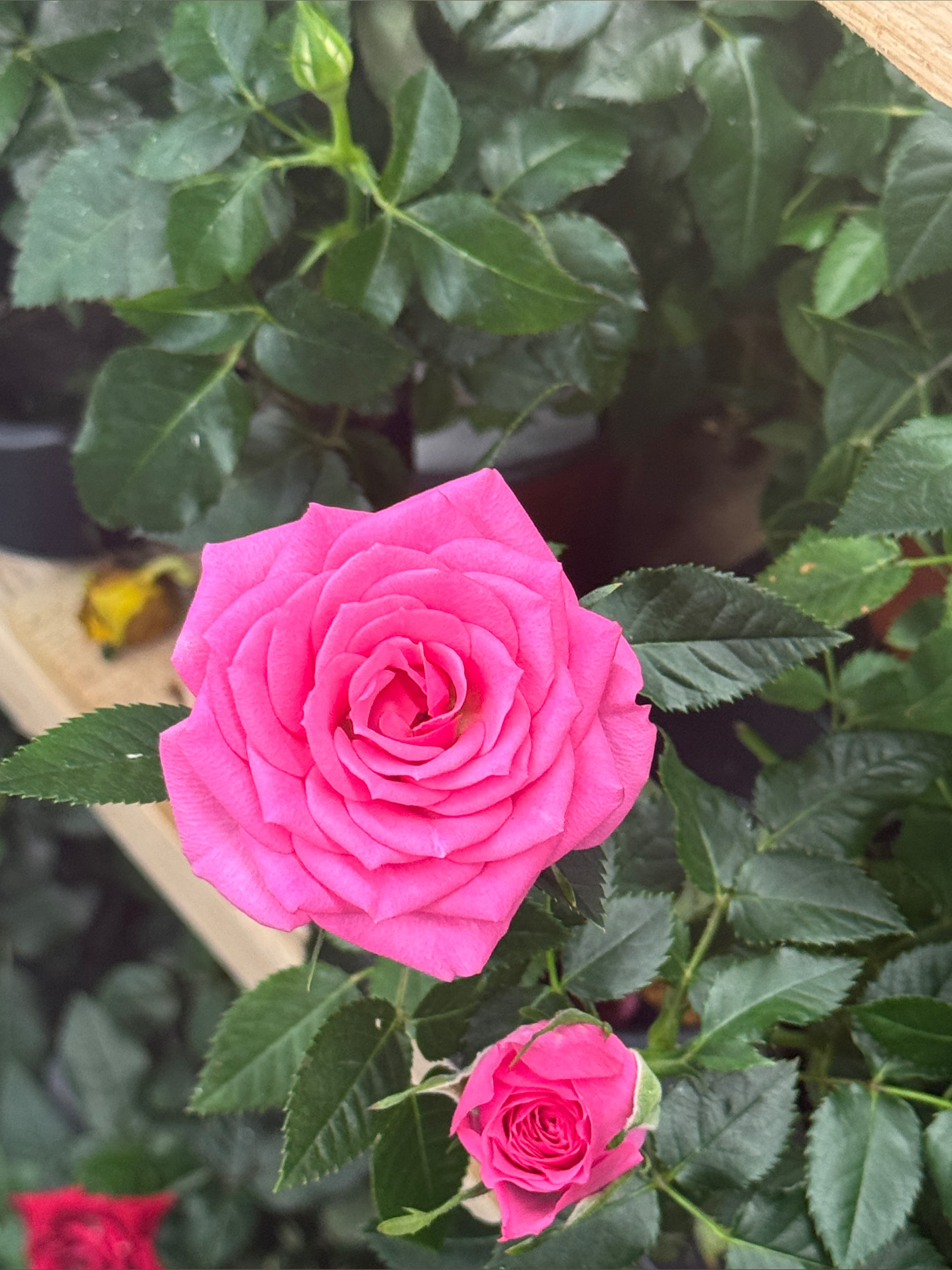 GoddessAmor banner image