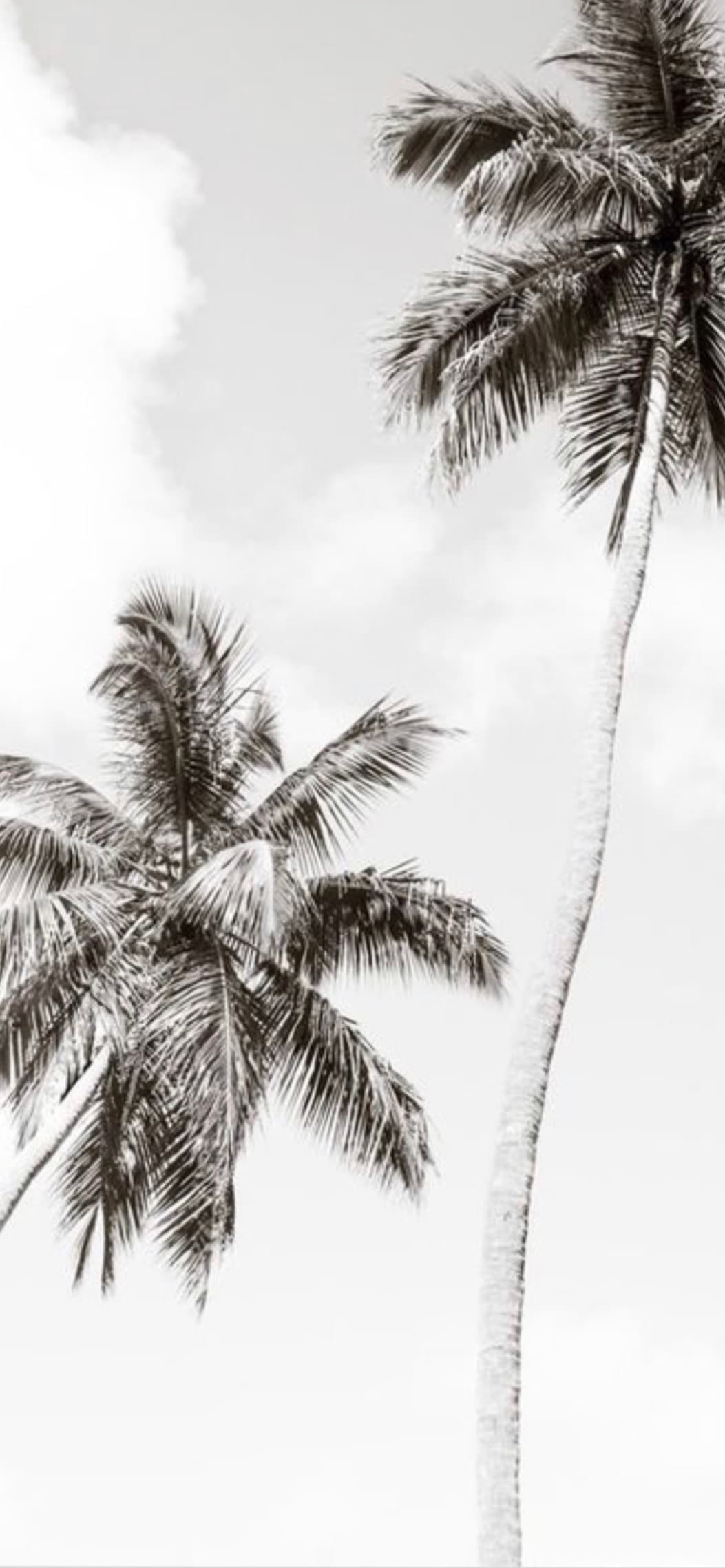 Nelsli banner image