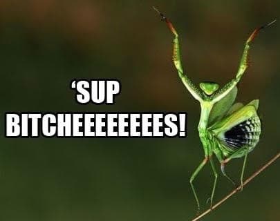 Mantis banner image