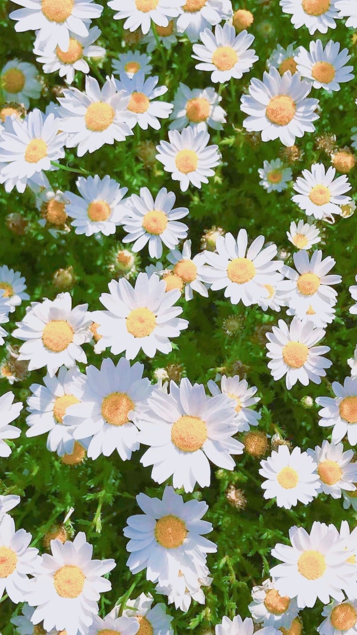 Isla Grant banner image