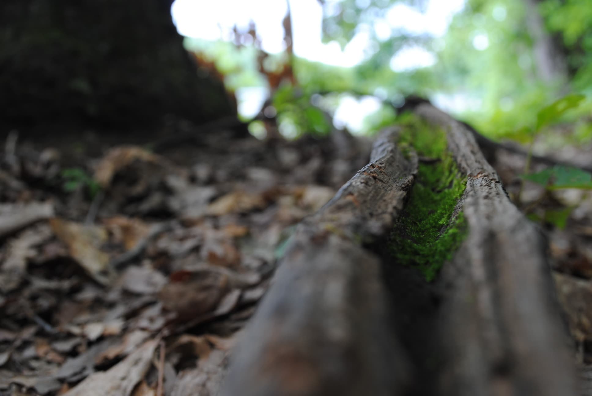Lucid Dreamer banner image