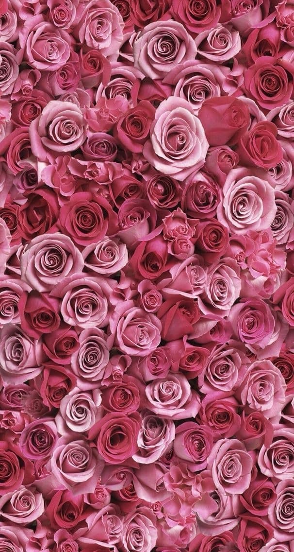 sandra dee banner image