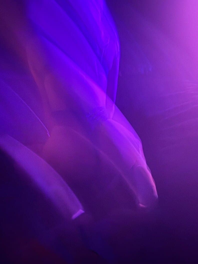 Selene banner image