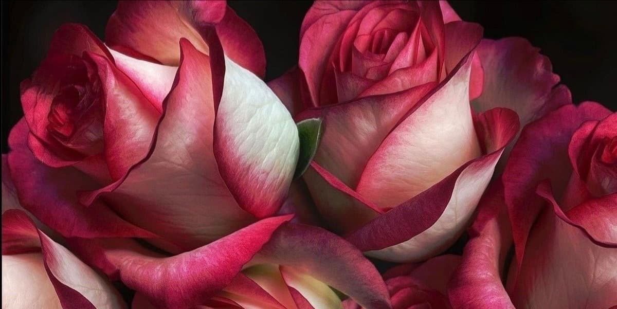 Jas banner image