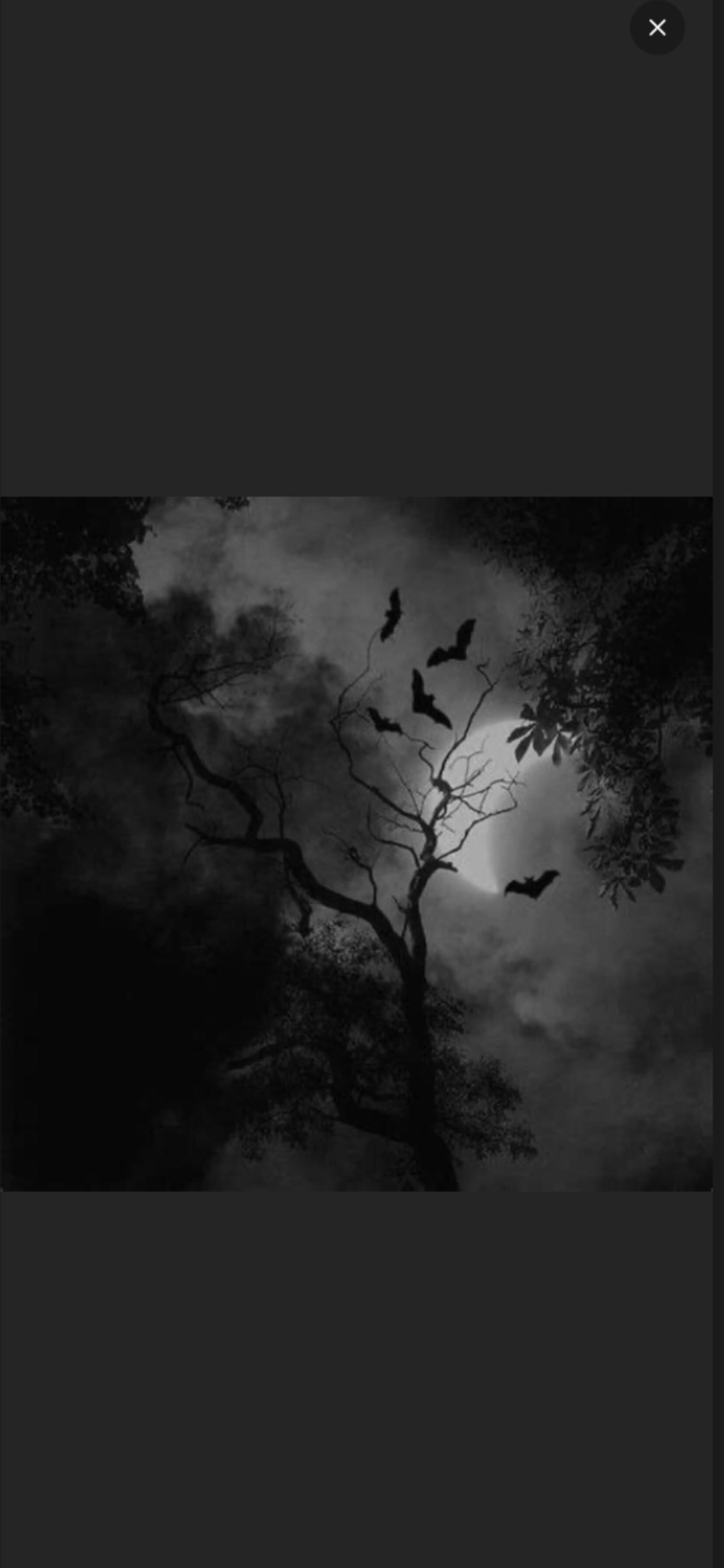 Belladonna🥀 banner image