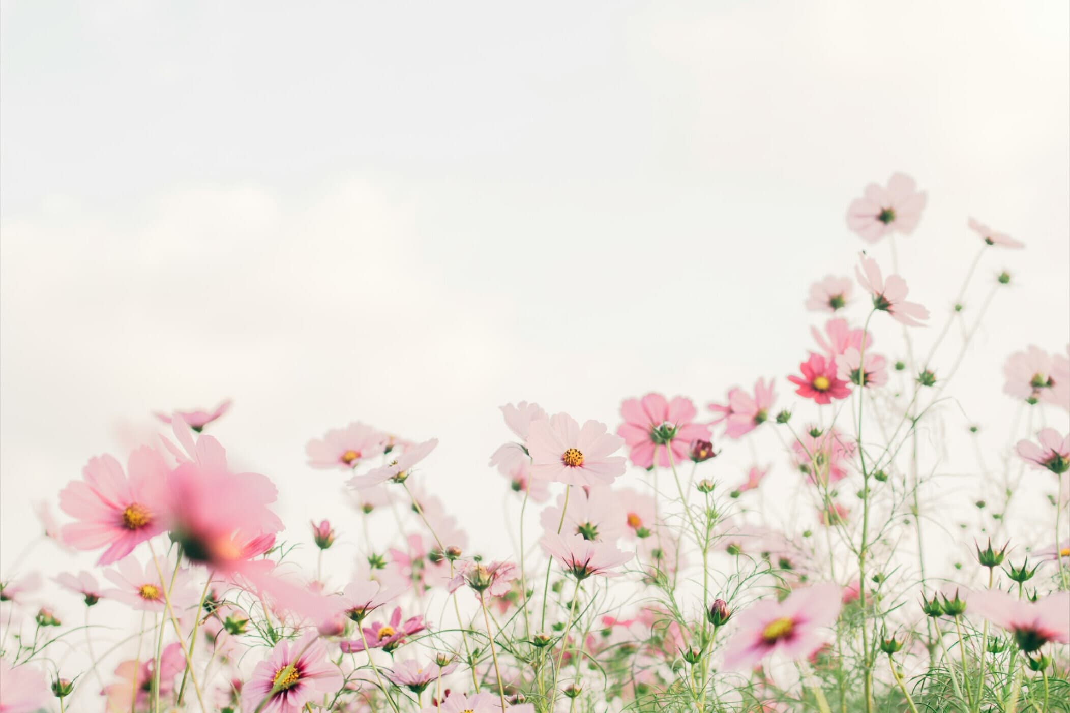 Clara Curly 🇬🇧 banner image