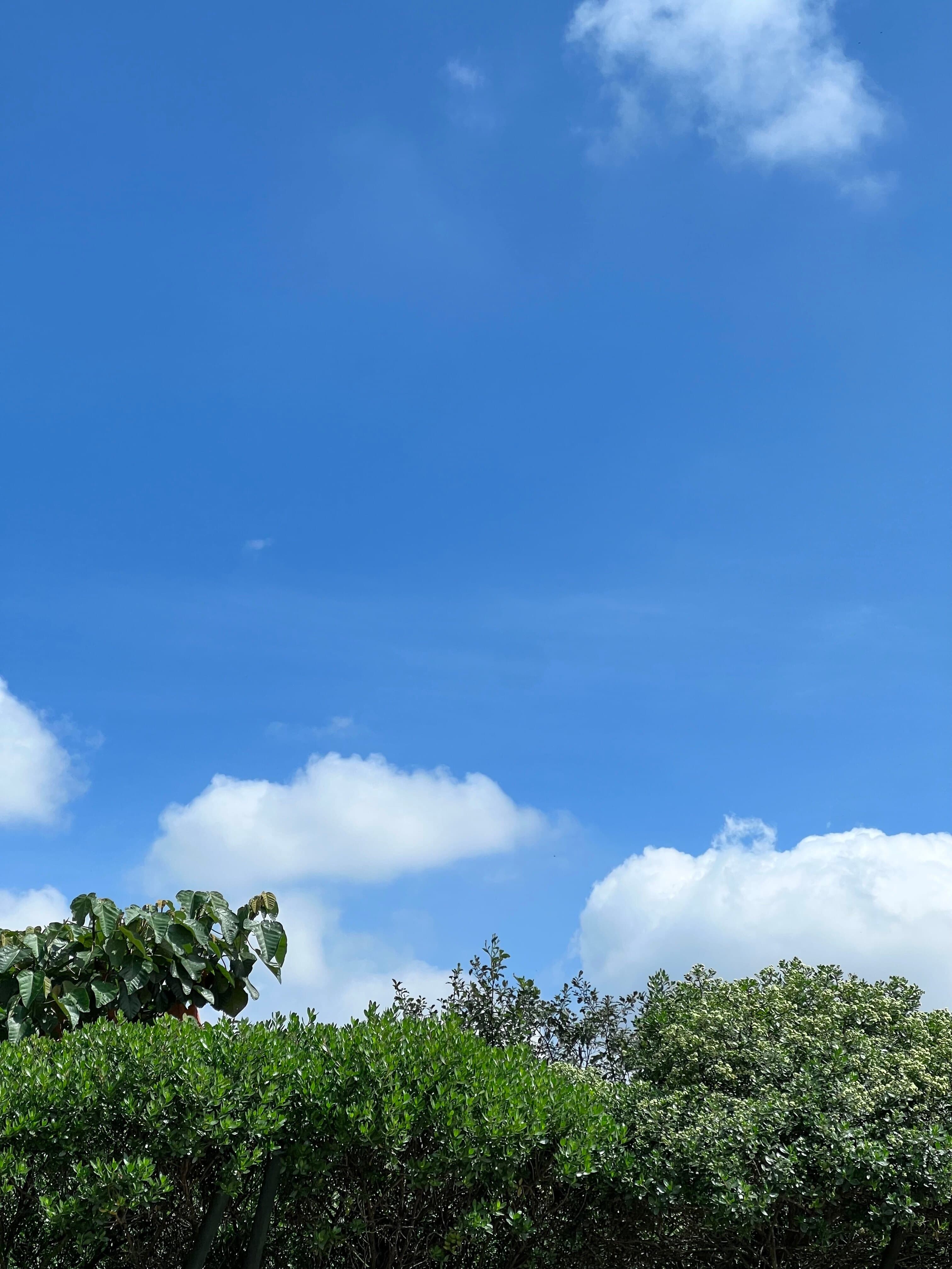 Jacques banner image