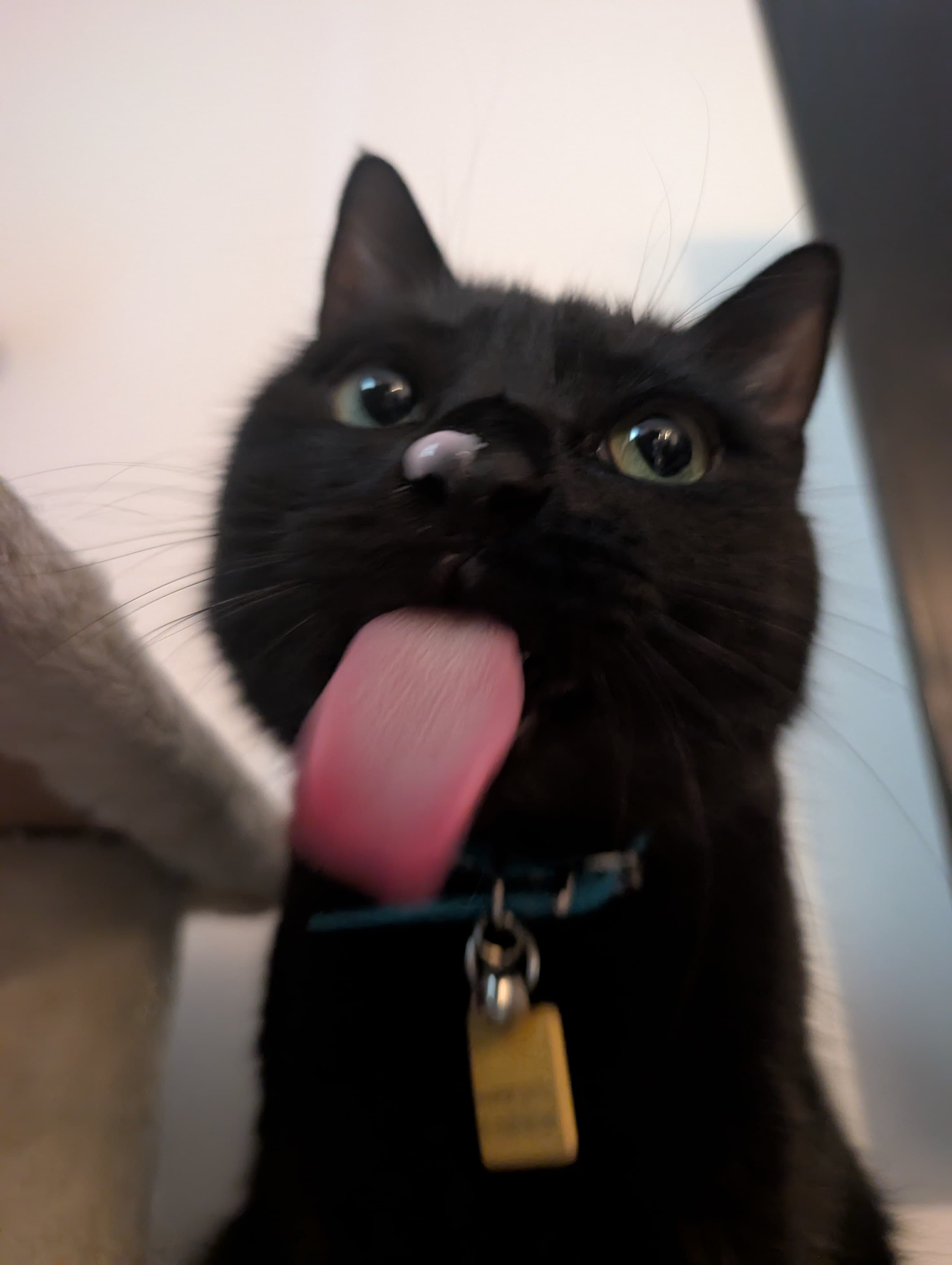 Purrfect sl_t banner image