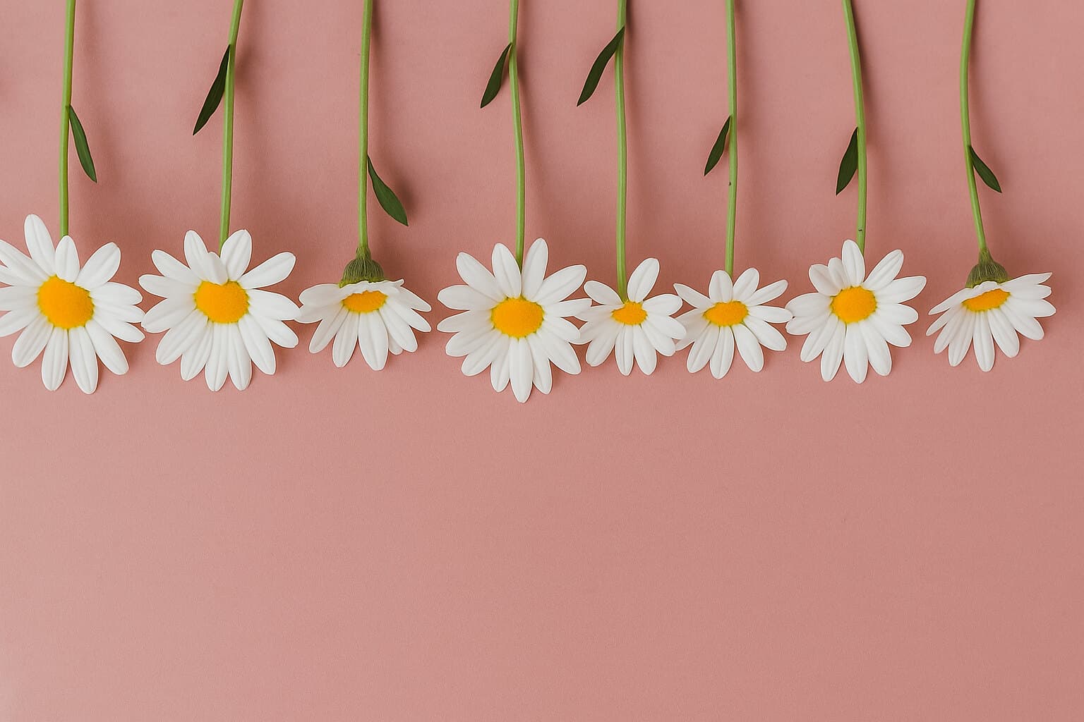 Sophie Bloom🌸 banner image