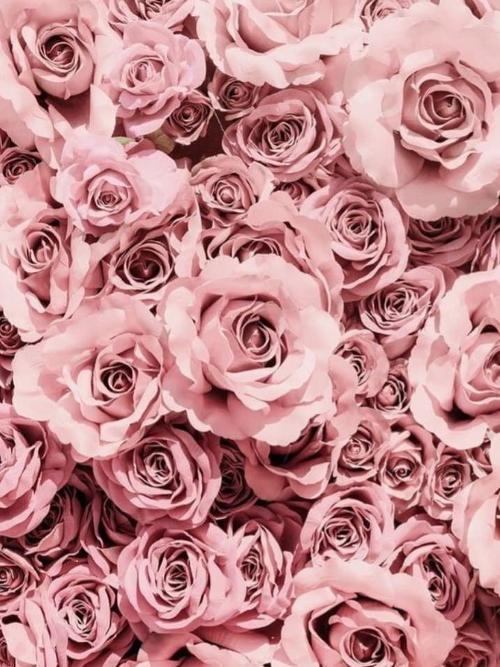 Rose banner image