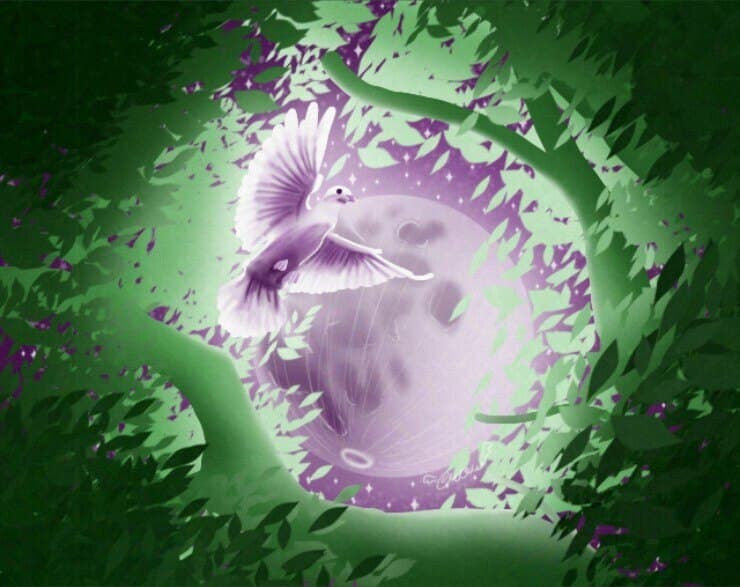 Nova banner image
