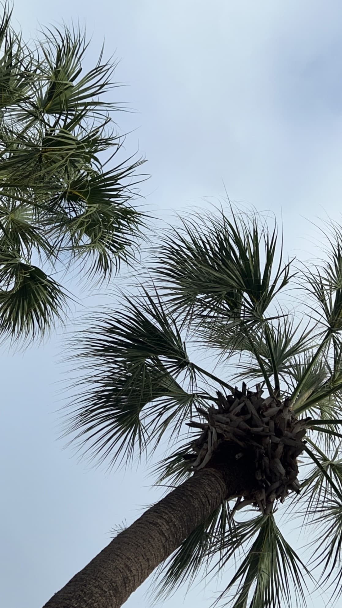 Kj banner image