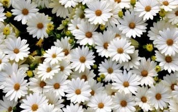 Violeta banner image