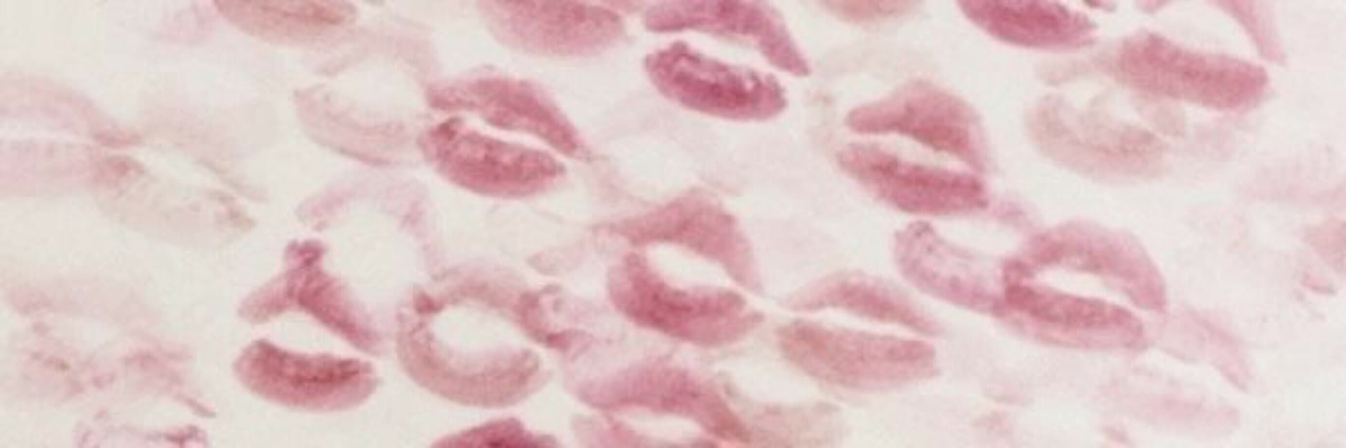 sofia banner image