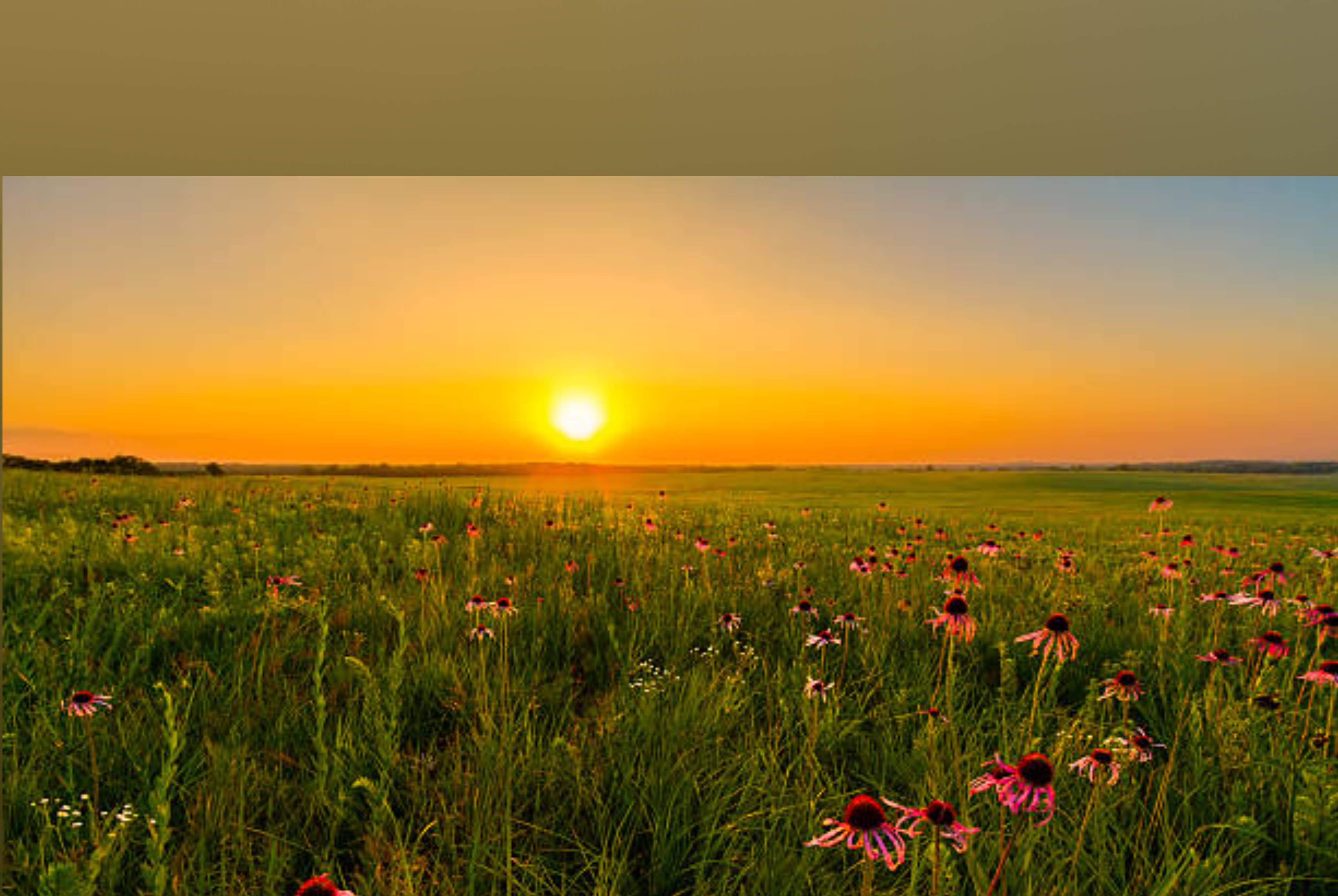 Redhead on the Prairie banner image