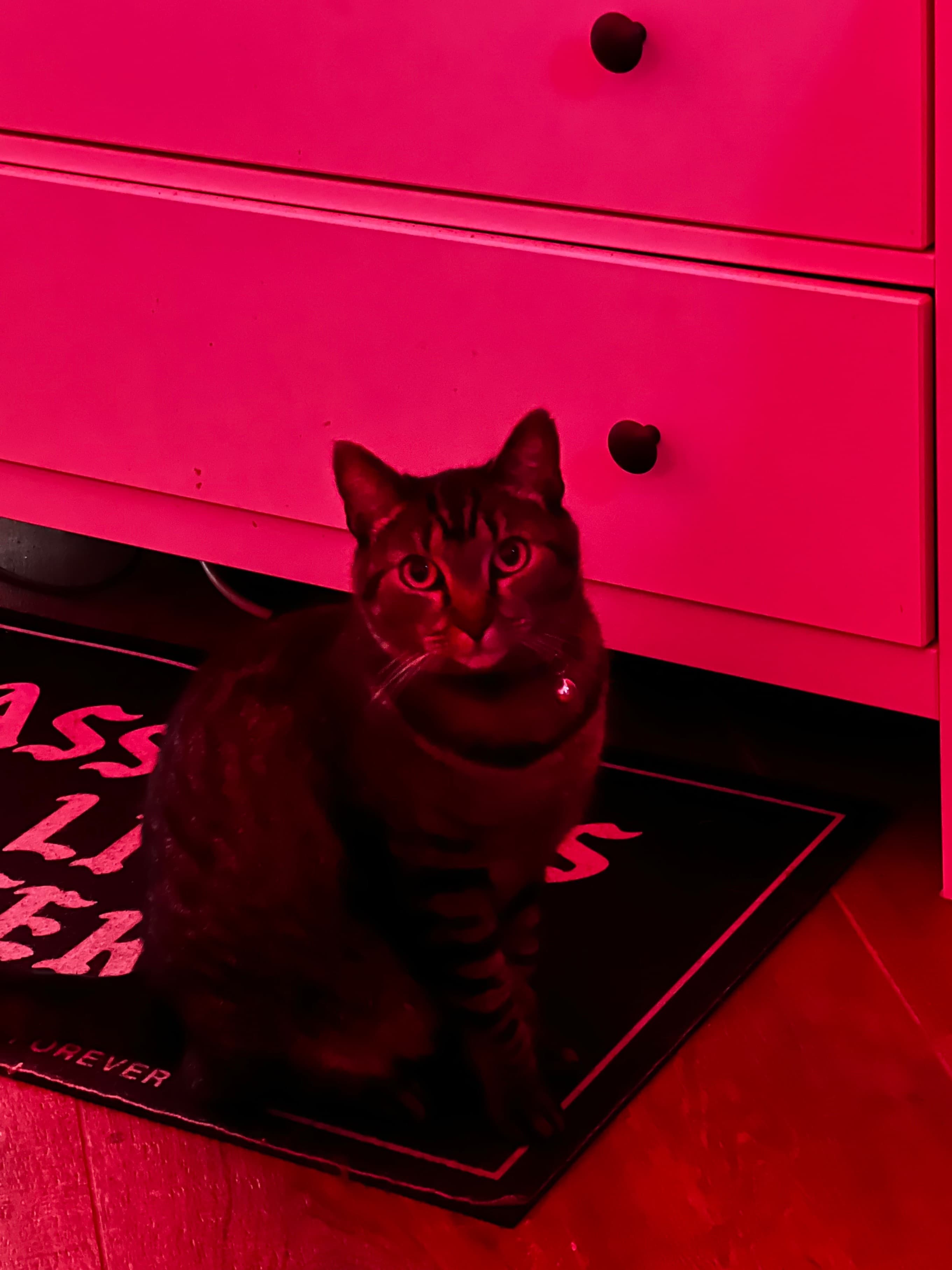 King ๐ Is Your Plaything banner image