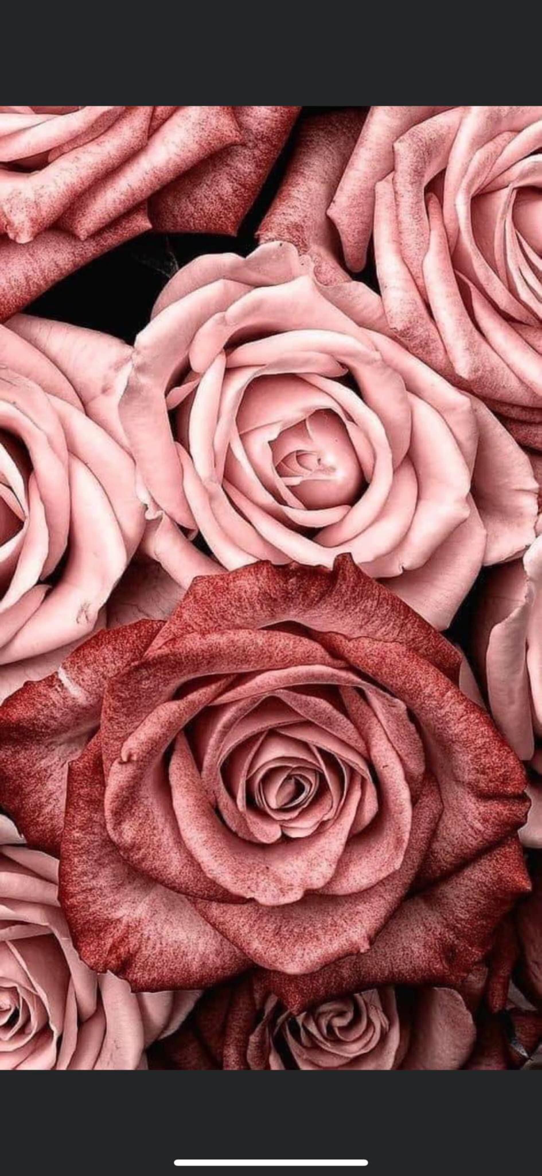 Pink Rose banner image