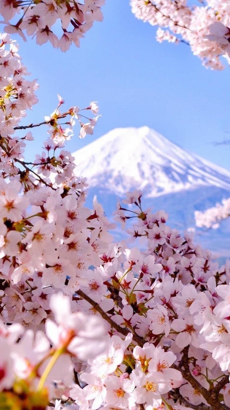 Koneko banner image