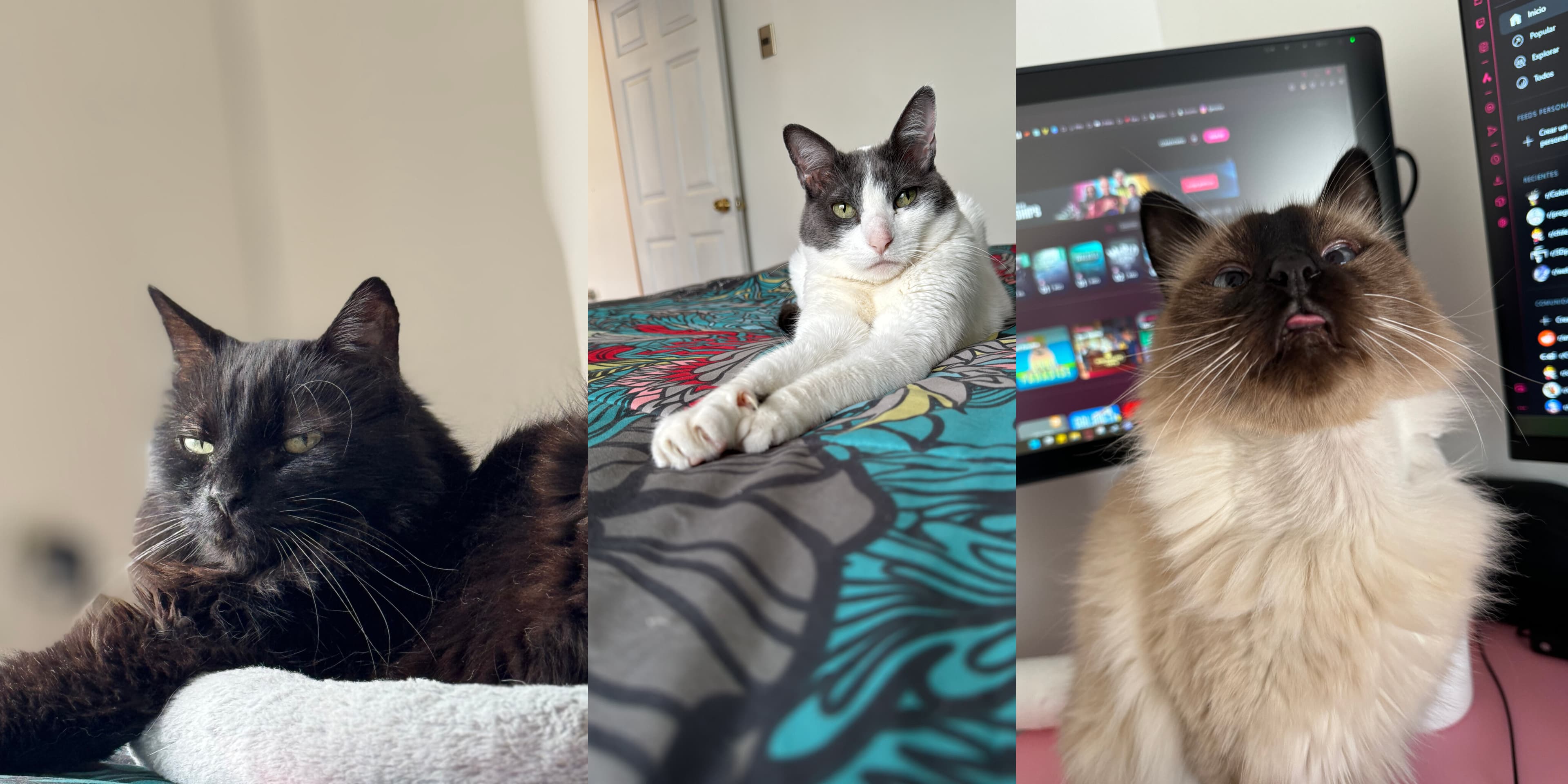 TheCatTrio banner image