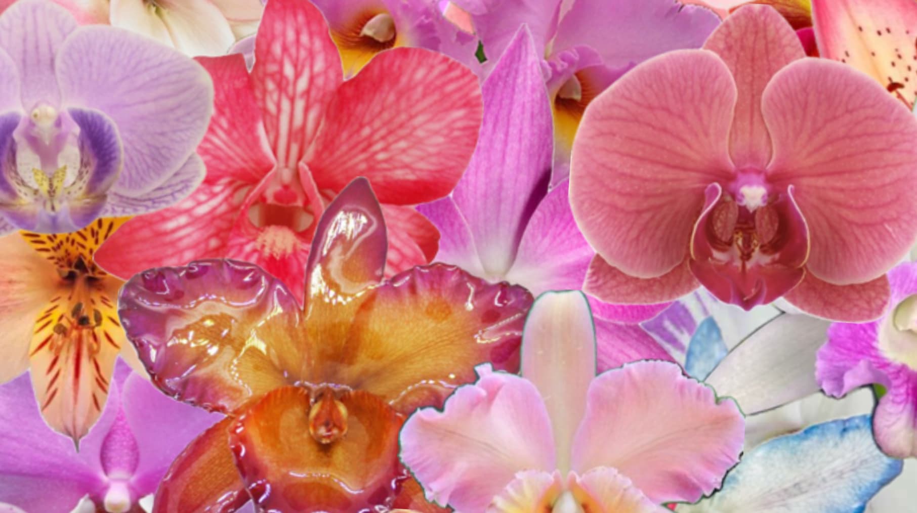Orchid Goddess banner image