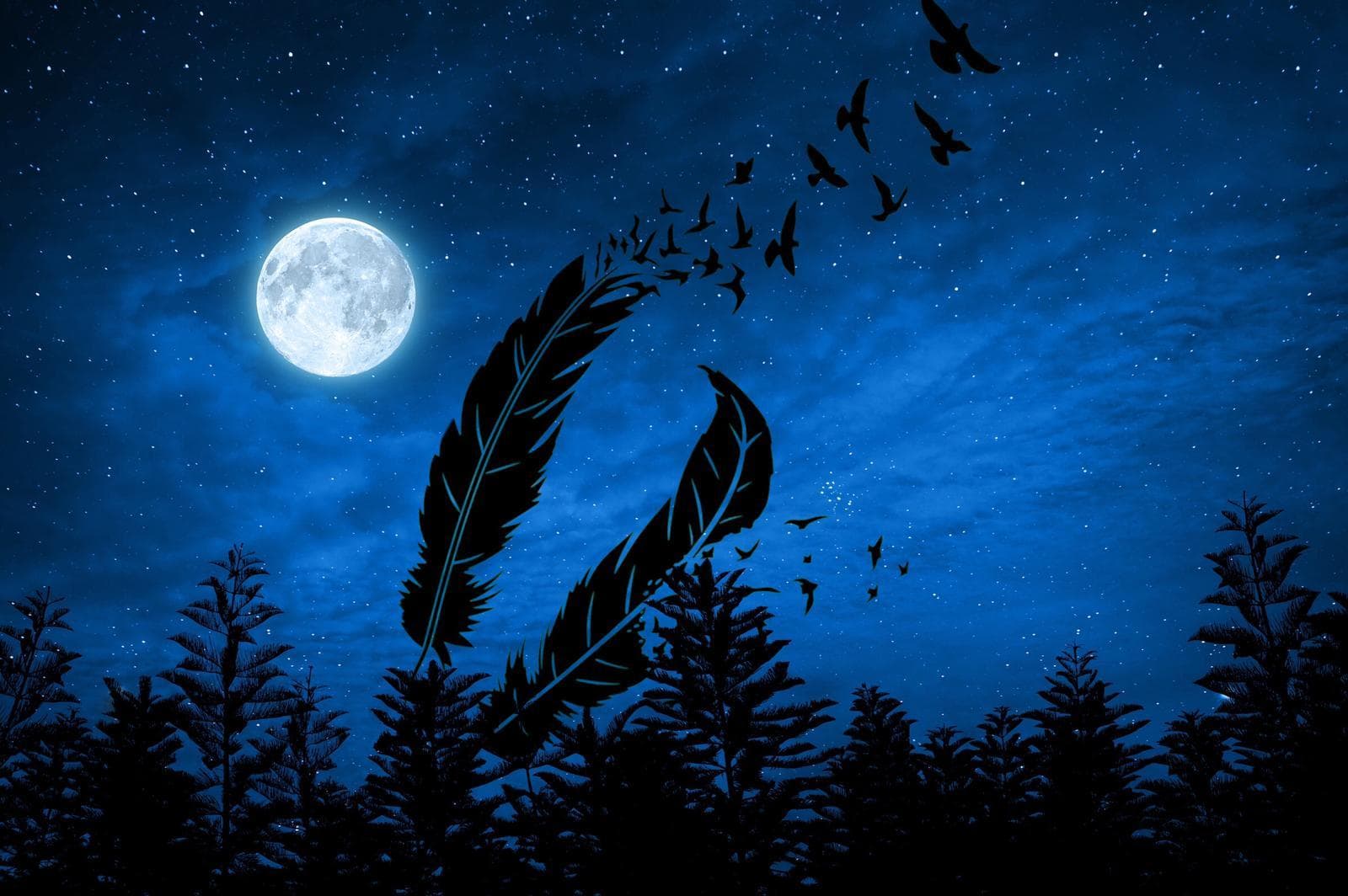 Luna Feather banner image