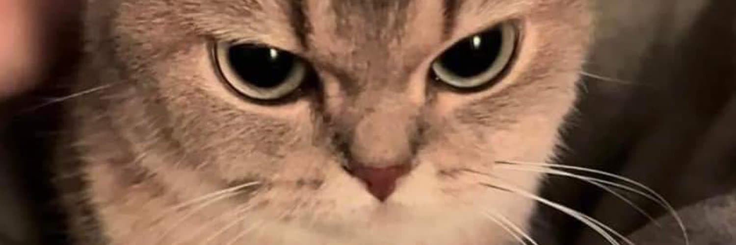 猪头-c c banner image
