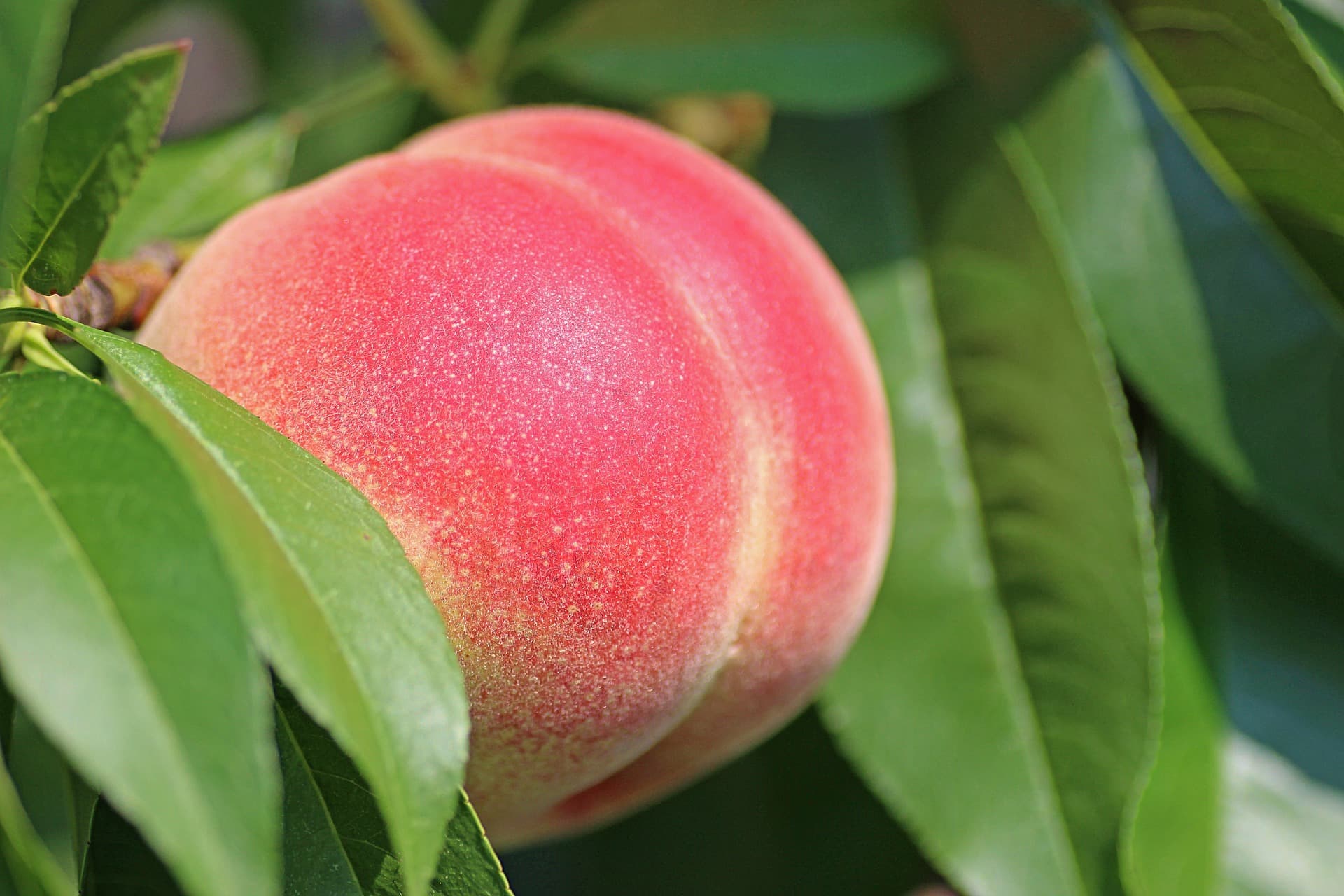 Lunar Peach banner image