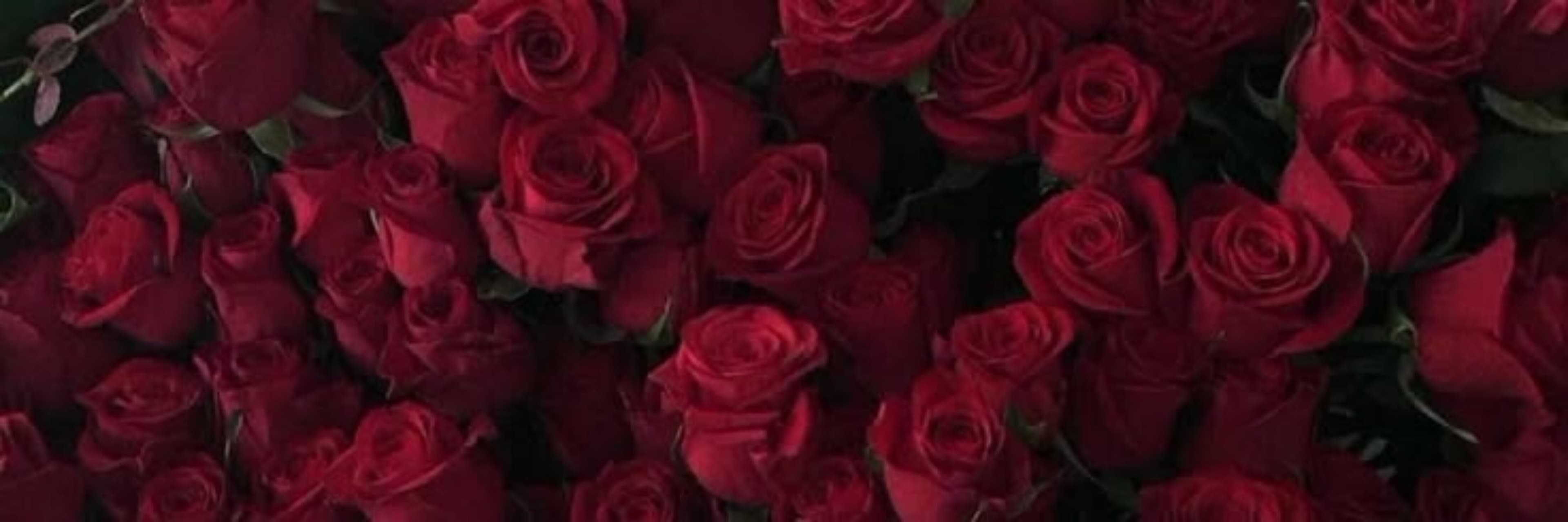 Crimson Bloom banner image