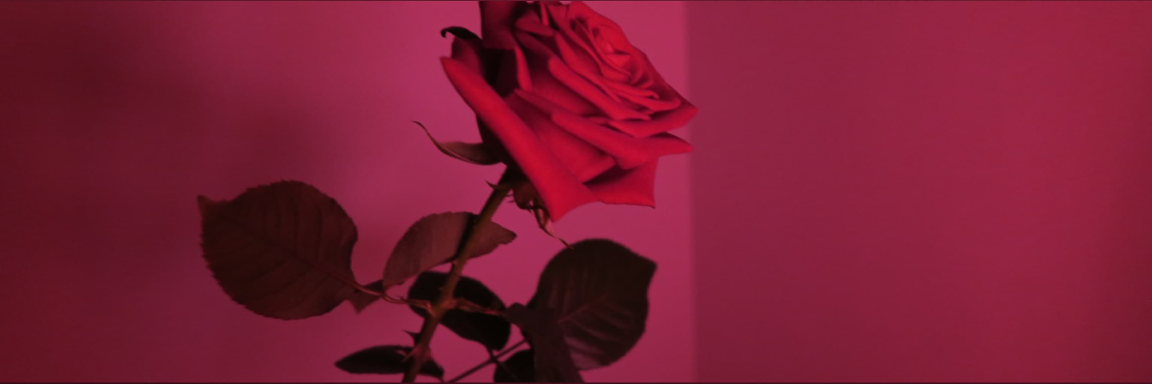 Rose πΉ banner image