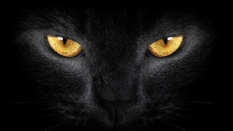 Annia'kats banner image