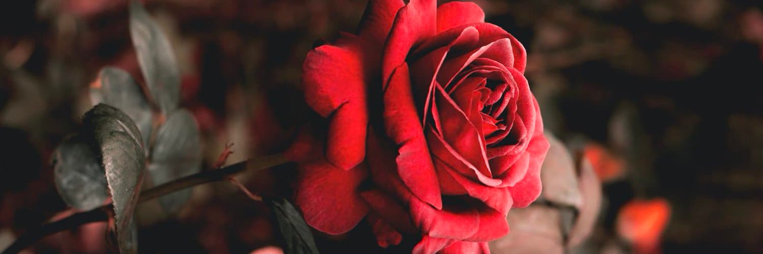 🥀GoddessRose🥀 banner image
