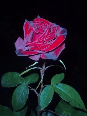 Ruby Wilson banner image