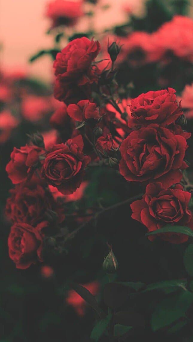 Pretty_girl99 banner image