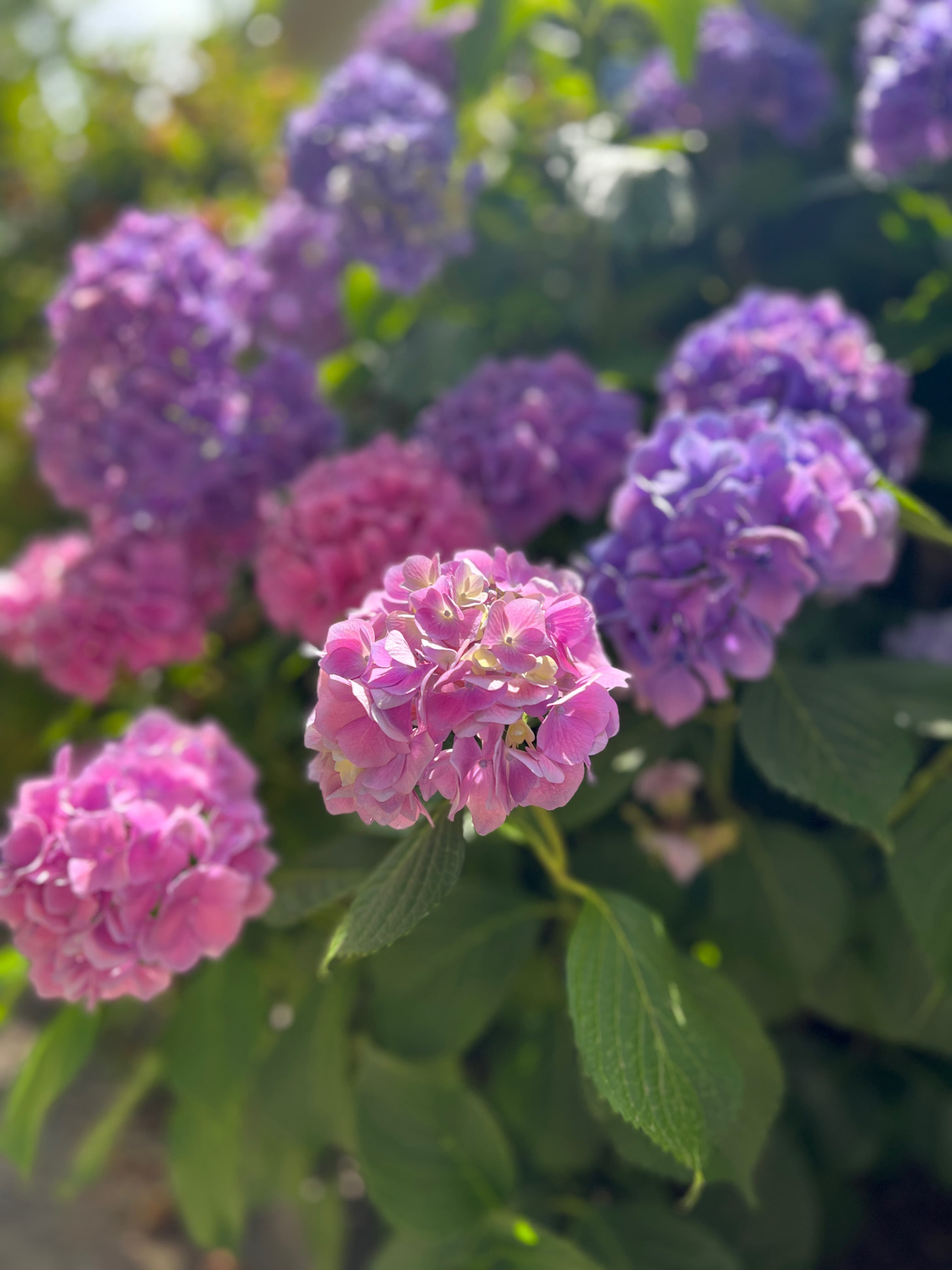 Jade Bouquet banner image