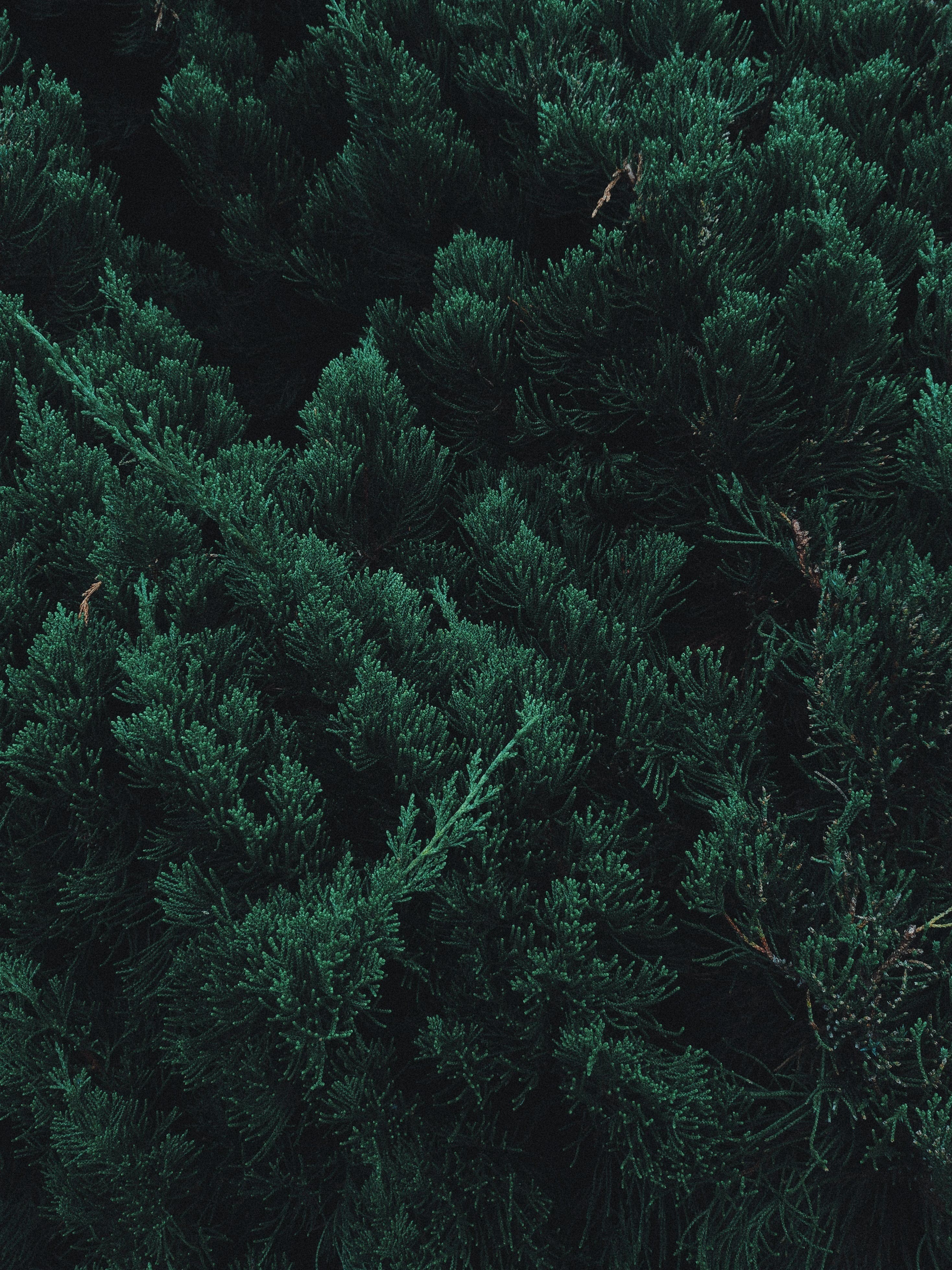 David Ochoa banner image