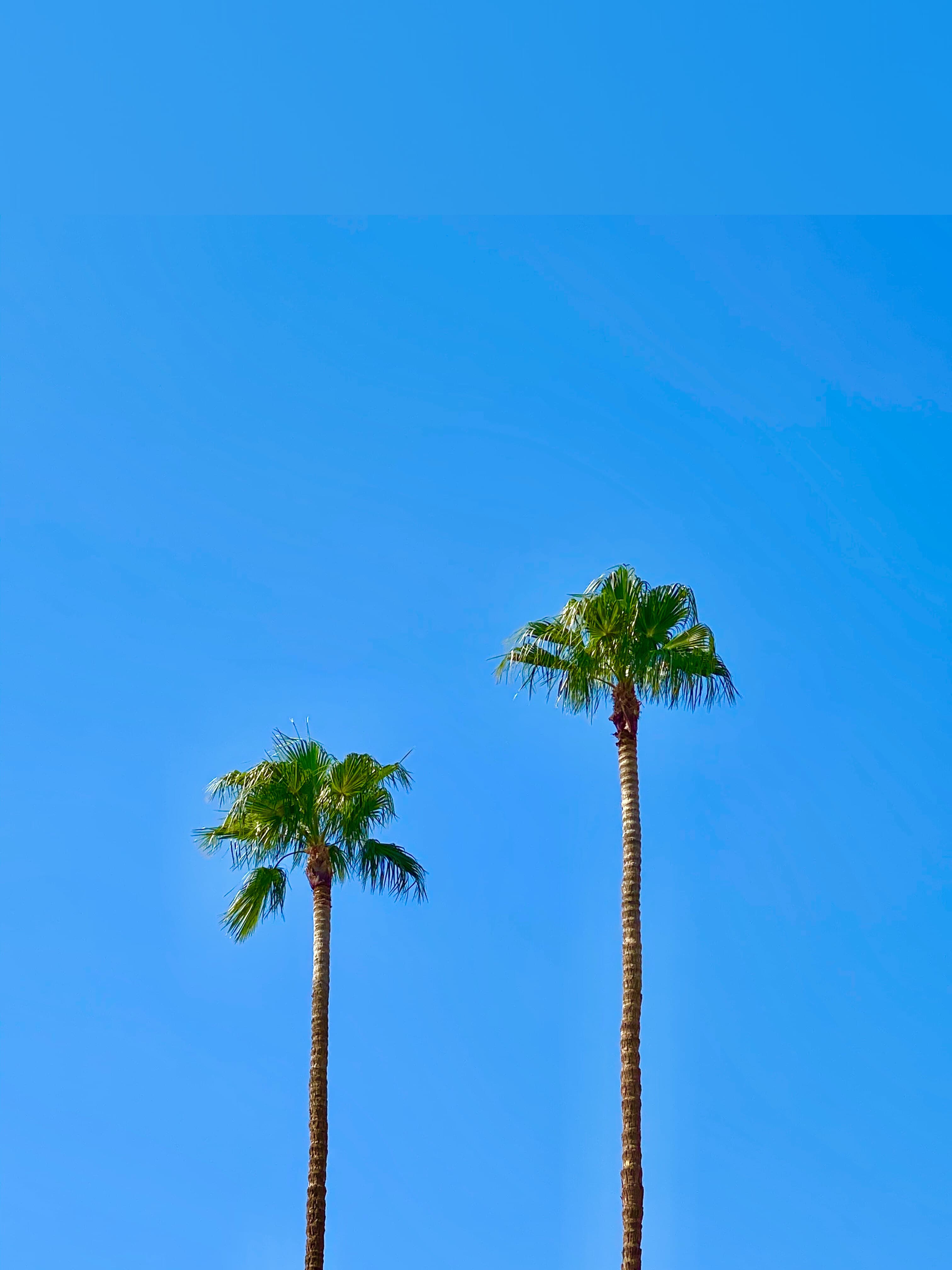 GingerBear banner image