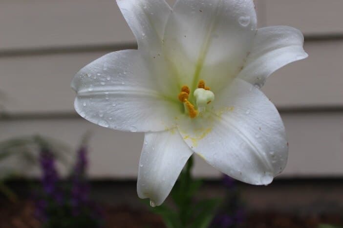 Addie banner image