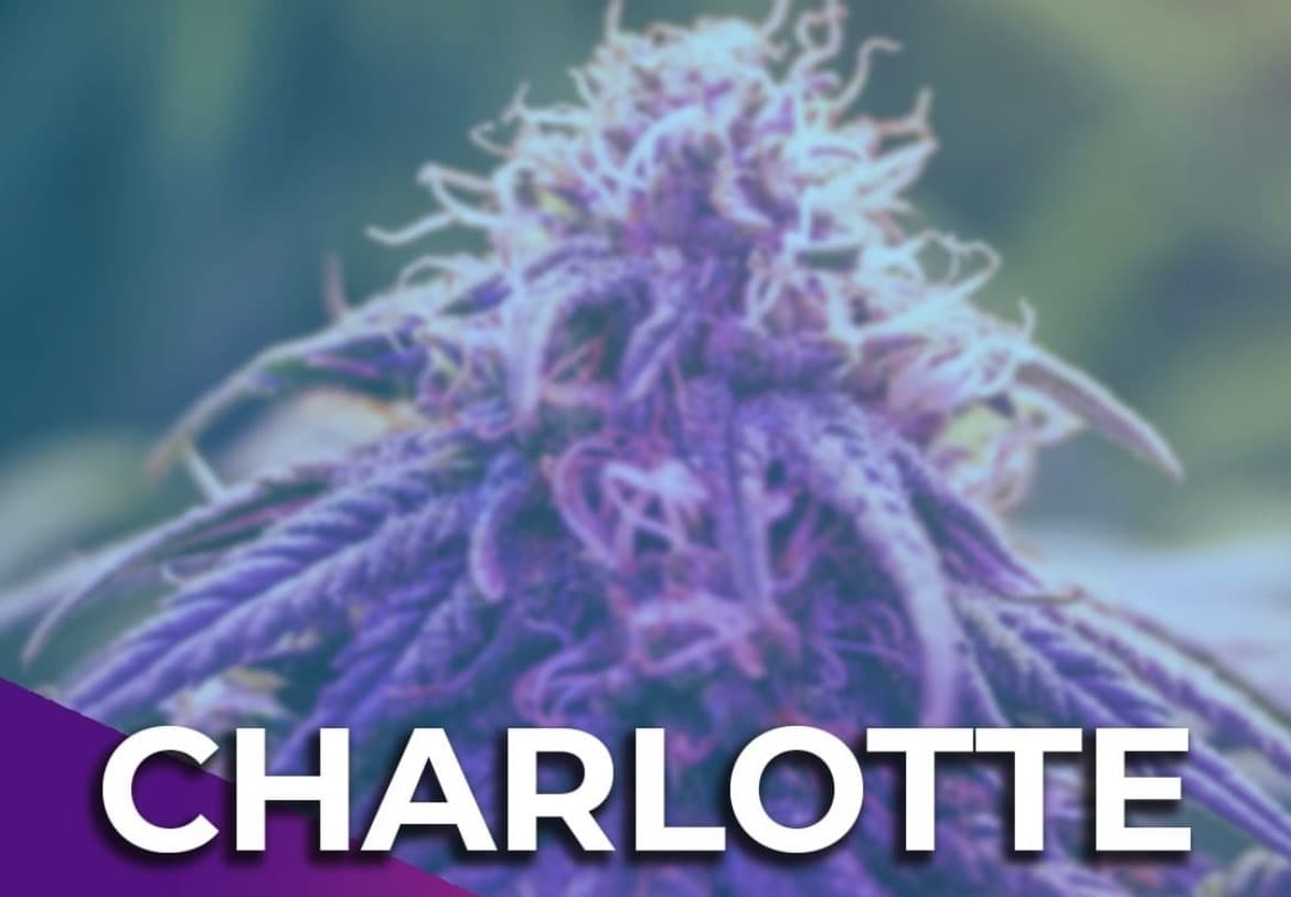 BeatDownJa banner image