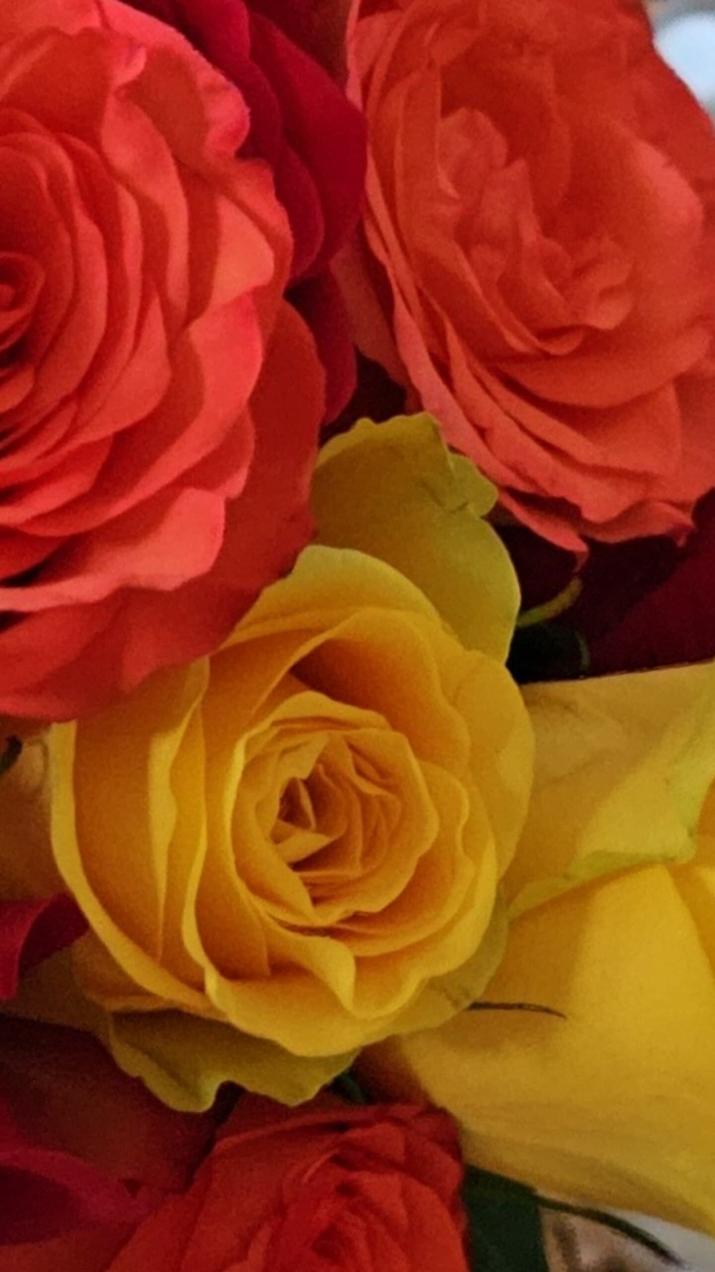 Nicole Adams banner image