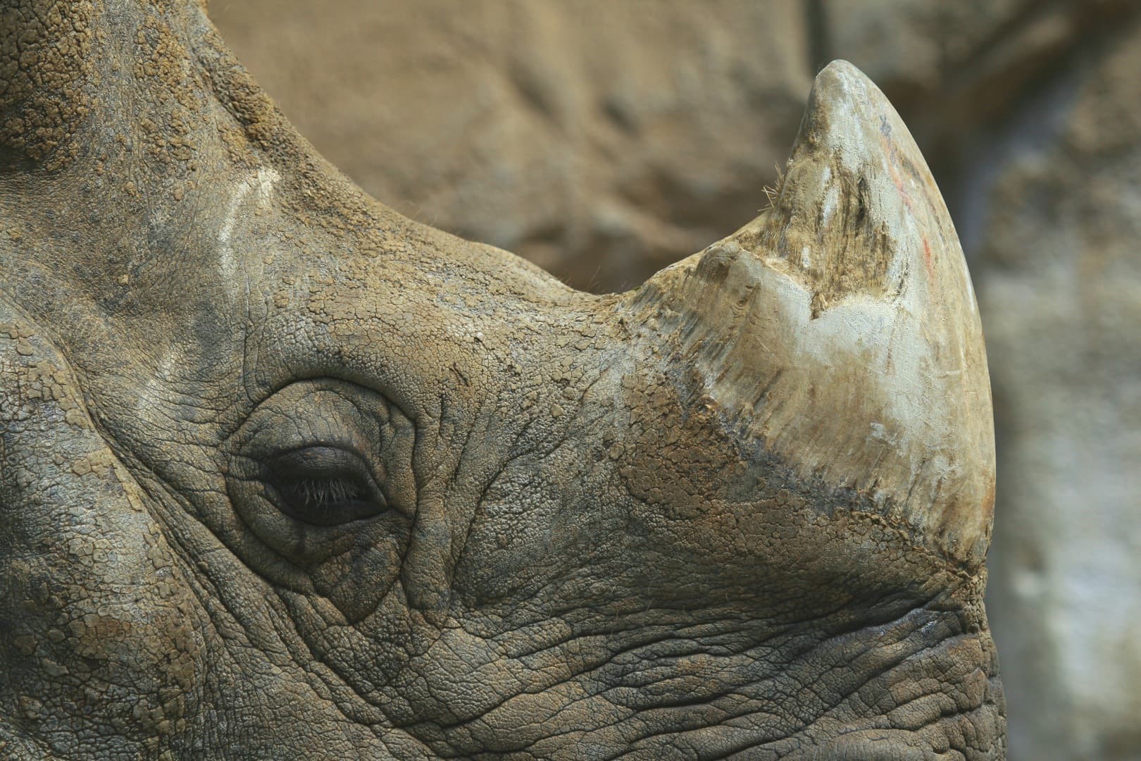RHINO banner image