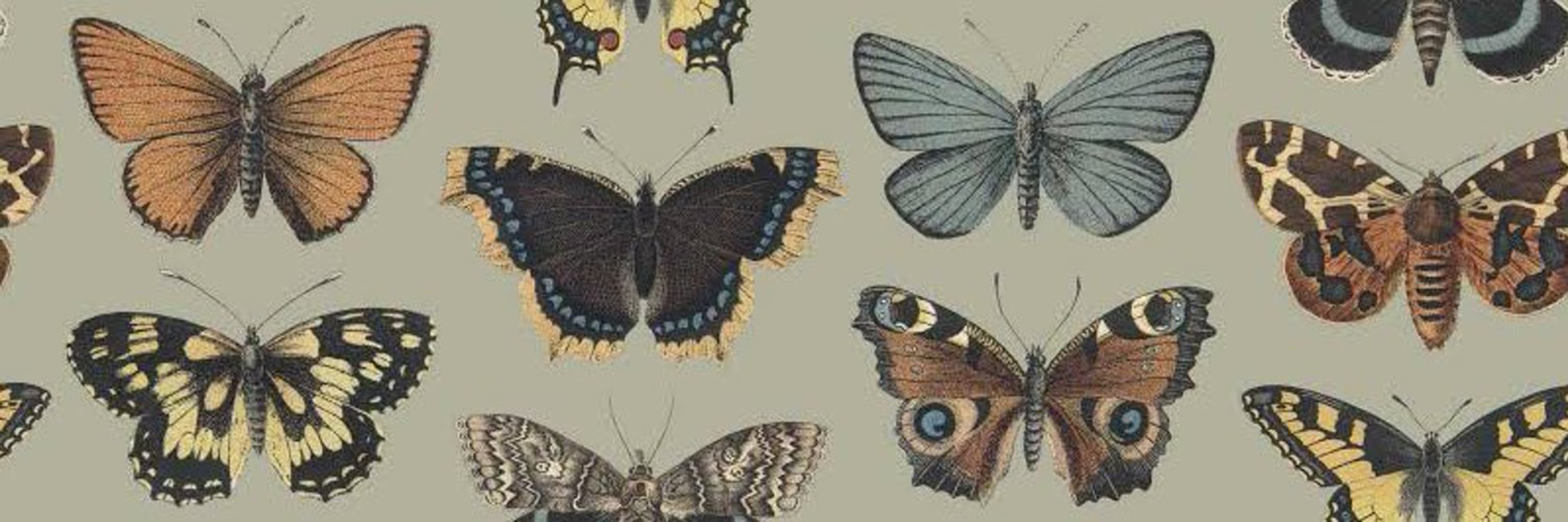 devin banner image