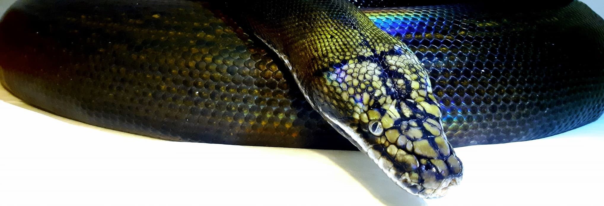 Lady Viper banner image