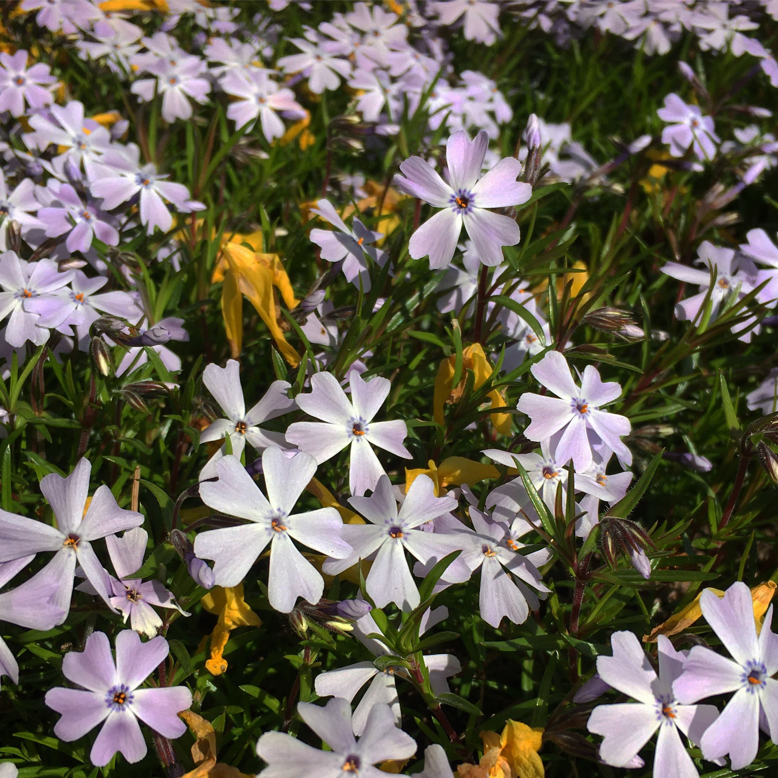 Barefoot.Flower banner image