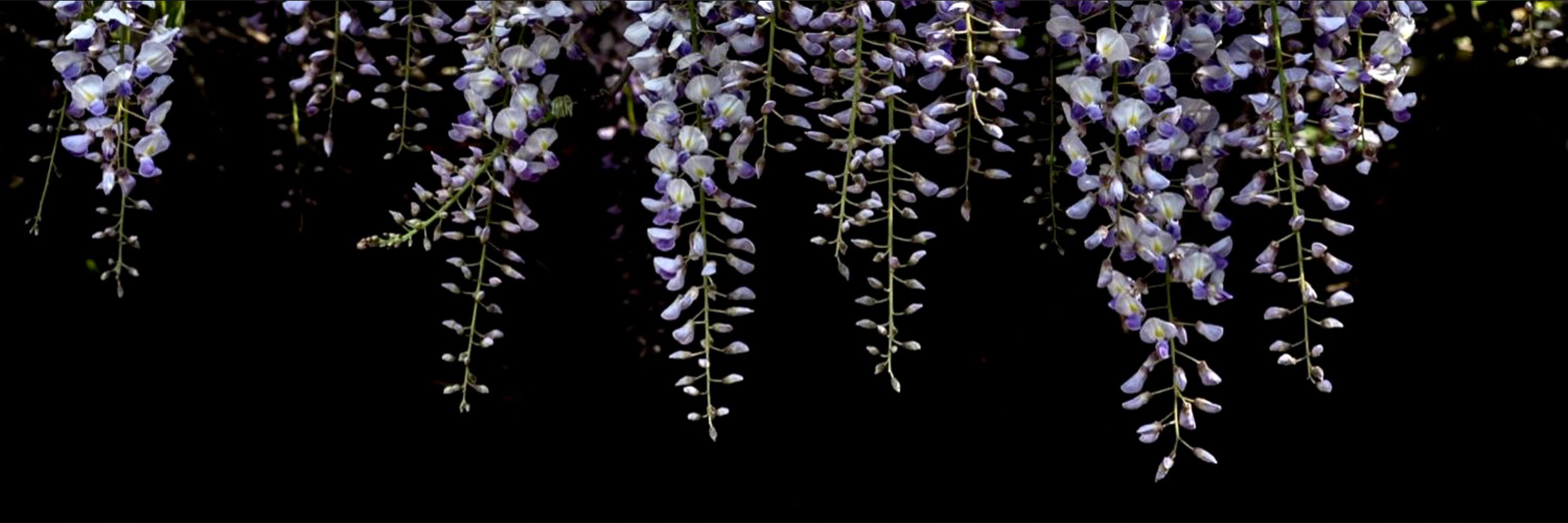 Bug banner image