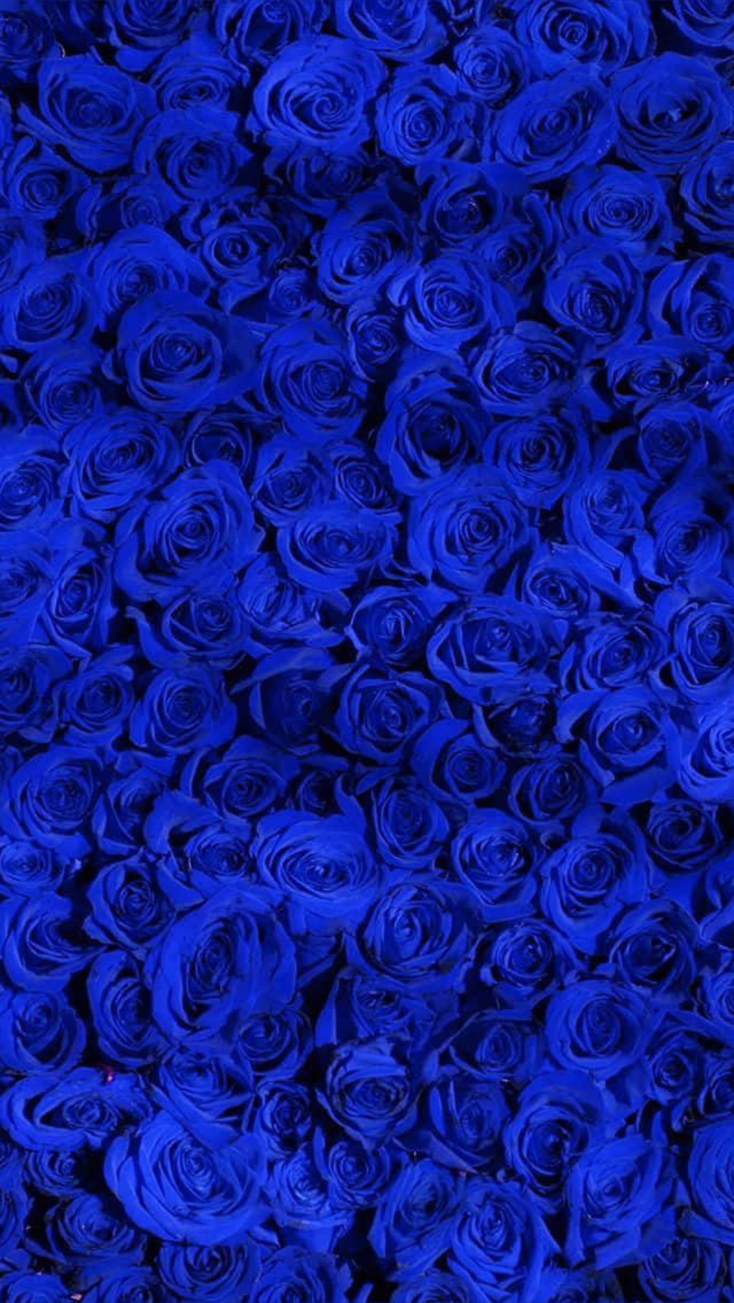 The Muse banner image