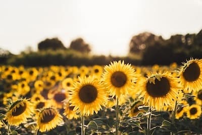 Alice banner image