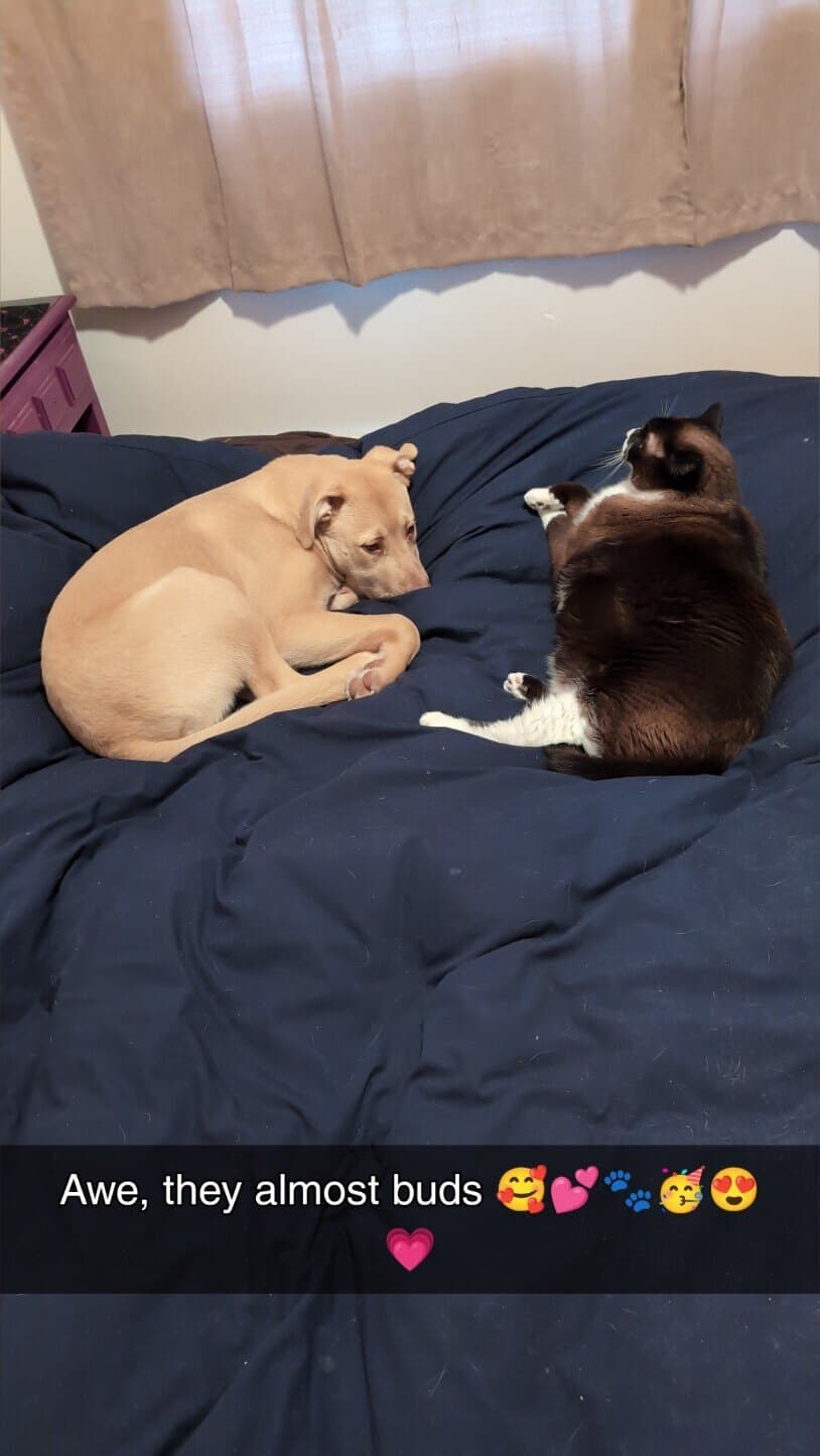 Doggo Dixon πΎπ banner image