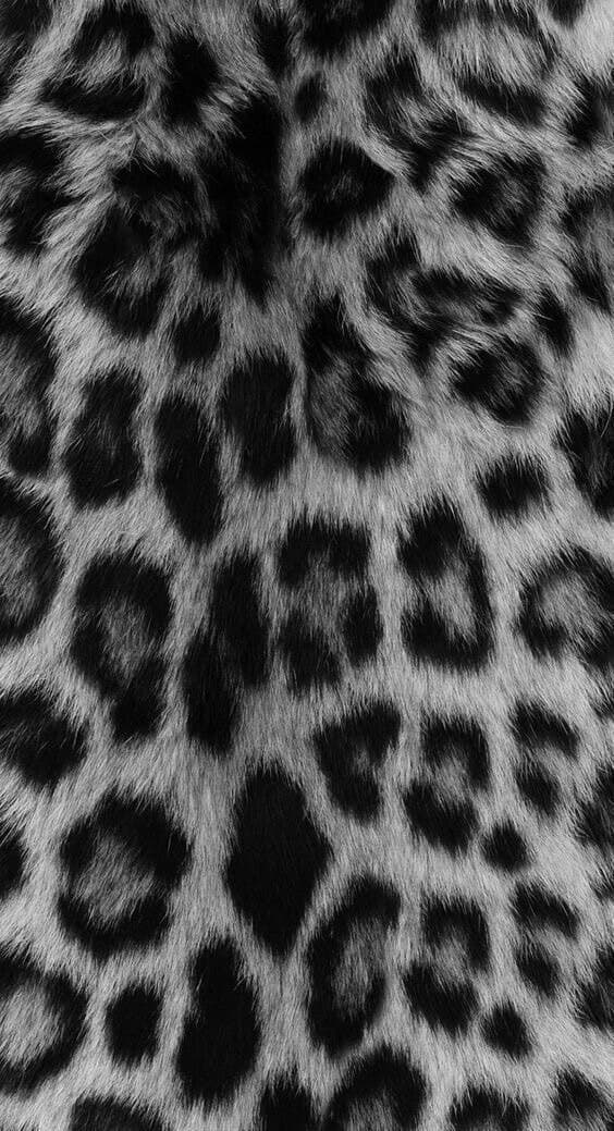 Kittylikii banner image